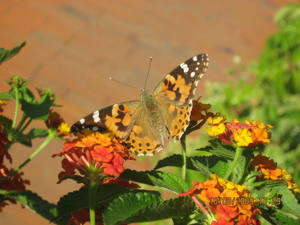 Vanessa cardui